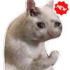 Nuevos stickers de memes de gatos WAStickerApps icono