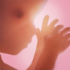 Pregnancy + | tracker app, week by week in 3D icono