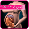 Pregnancy app : what to expect week by week icono