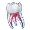 Ilustraciones dentales para consultar al paciente icono