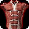 Sistema Muscular 3D (Anatomía) icono